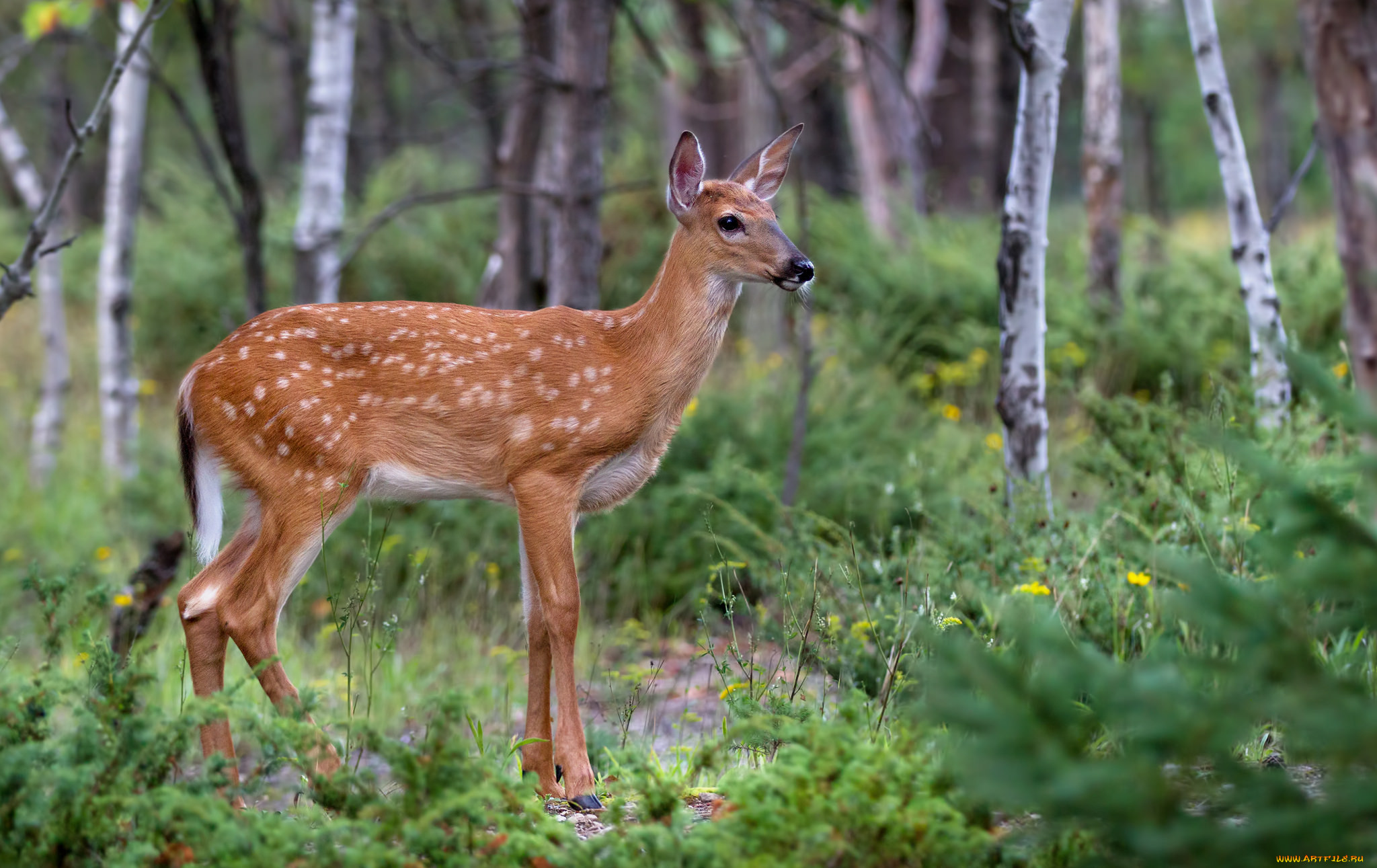 Пятнистый олень. Пятнистый олень в России. Шкура пятнистого оленя. Deer Fawn. Олень 18